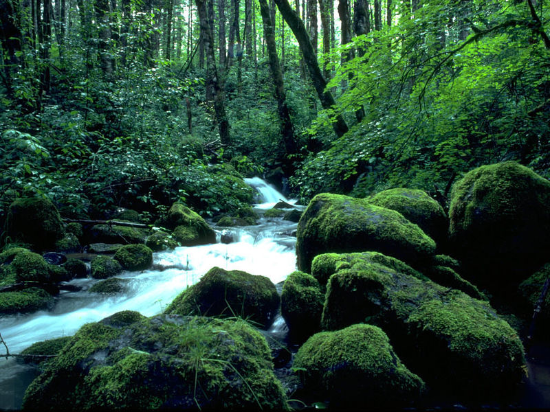 Forest Creeks Free Screensaver - Look at your desktop and see the