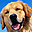 Winsome Dogs Free Screensaver icon